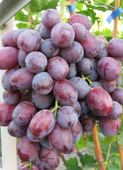 Саженцы винограда Лада-Т - <ro>Изображение</ro><ru>Изображение</ru> #1, <ru>Объявление</ru> #1698566