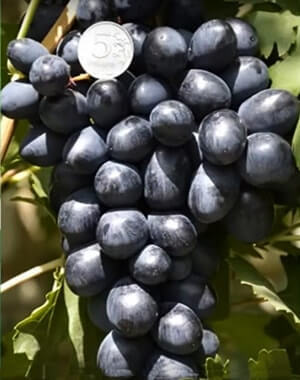 Саженцы винограда Ласточка - <ro>Изображение</ro><ru>Изображение</ru> #1, <ru>Объявление</ru> #1698534