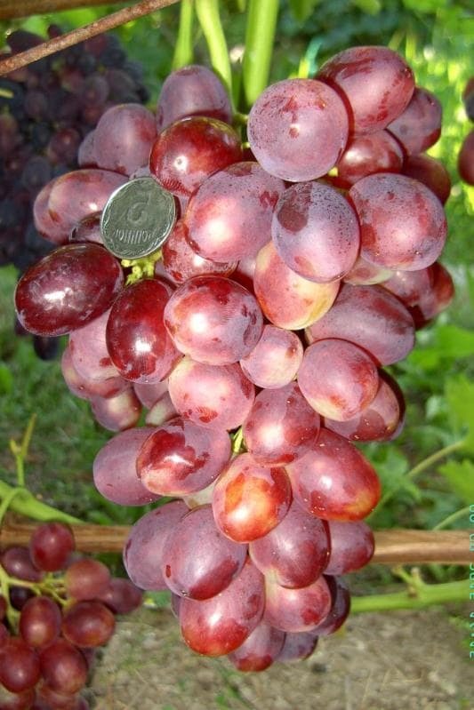 Саженцы винограда Лёлик - <ro>Изображение</ro><ru>Изображение</ru> #1, <ru>Объявление</ru> #1698556