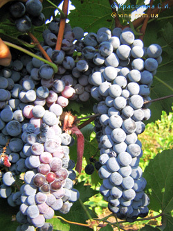 Саженцы винограда Черный Ливадийский - <ro>Изображение</ro><ru>Изображение</ru> #1, <ru>Объявление</ru> #1698517