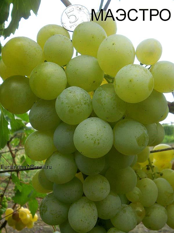 Саженцы винограда Маэстро - <ro>Изображение</ro><ru>Изображение</ru> #1, <ru>Объявление</ru> #1698567