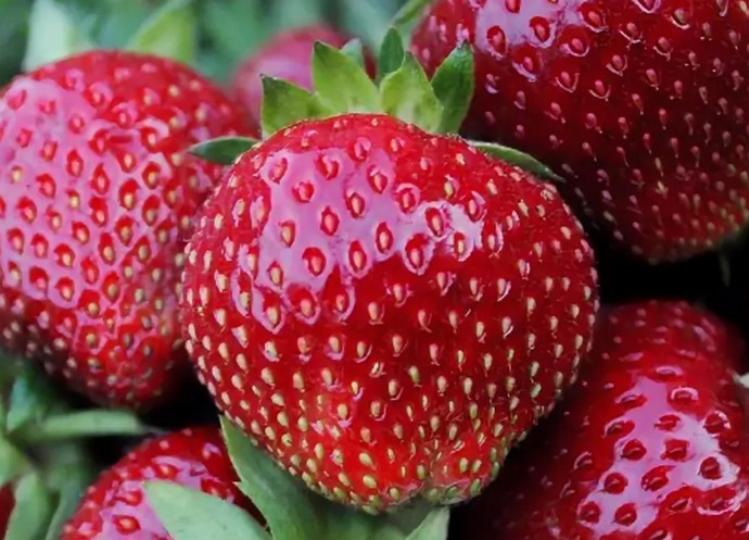 Саженцы клубники Мальвина - <ro>Изображение</ro><ru>Изображение</ru> #1, <ru>Объявление</ru> #1698576