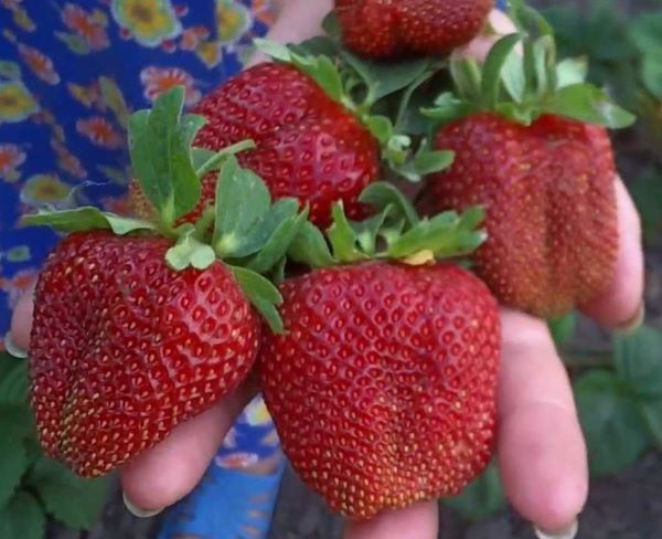 Саженцы клубники Маршал - <ro>Изображение</ro><ru>Изображение</ru> #1, <ru>Объявление</ru> #1698588