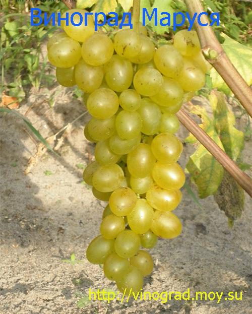 Саженцы винограда Маруся - <ro>Изображение</ro><ru>Изображение</ru> #1, <ru>Объявление</ru> #1698525