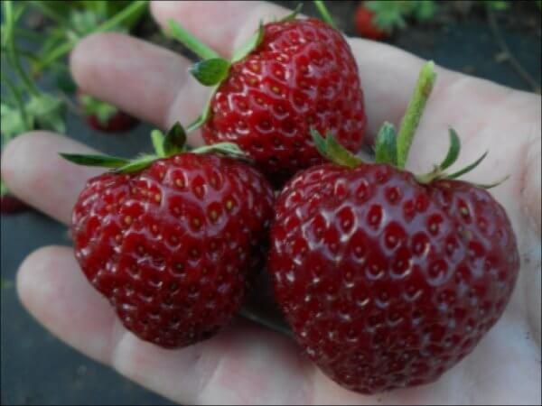 Саженцы клубники Мице Шиндлер - <ro>Изображение</ro><ru>Изображение</ru> #1, <ru>Объявление</ru> #1698579