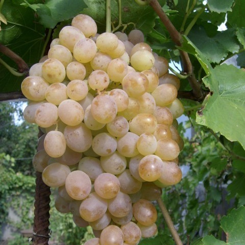 Саженцы винограда Мускат Голодриги - <ro>Изображение</ro><ru>Изображение</ru> #1, <ru>Объявление</ru> #1698570