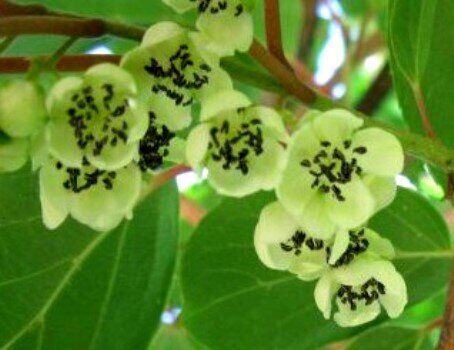 Саженцы актинидии Мужской - <ro>Изображение</ro><ru>Изображение</ru> #1, <ru>Объявление</ru> #1698528