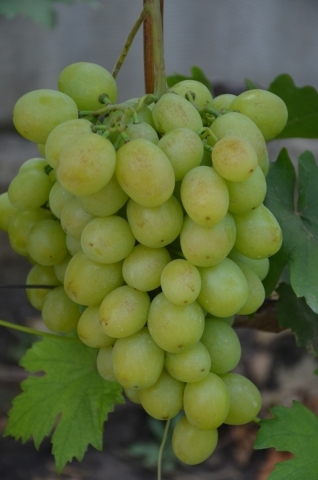 Саженцы винограда Наталья Ростова (Наталка Полтавка) - <ro>Изображение</ro><ru>Изображение</ru> #1, <ru>Объявление</ru> #1698591