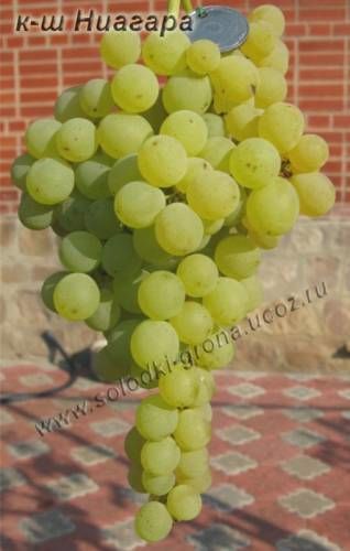 Саженцы винограда Киш-Миш Ниагара - <ro>Изображение</ro><ru>Изображение</ru> #1, <ru>Объявление</ru> #1698552