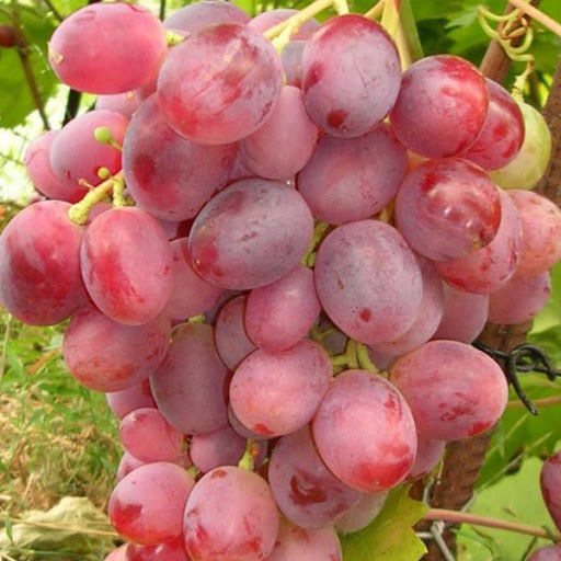 Саженцы винограда Новочеркасский красный - <ro>Изображение</ro><ru>Изображение</ru> #1, <ru>Объявление</ru> #1698504