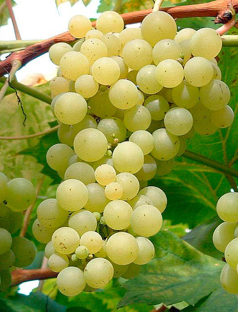 Саженцы винограда Ора - <ro>Изображение</ro><ru>Изображение</ru> #1, <ru>Объявление</ru> #1698557