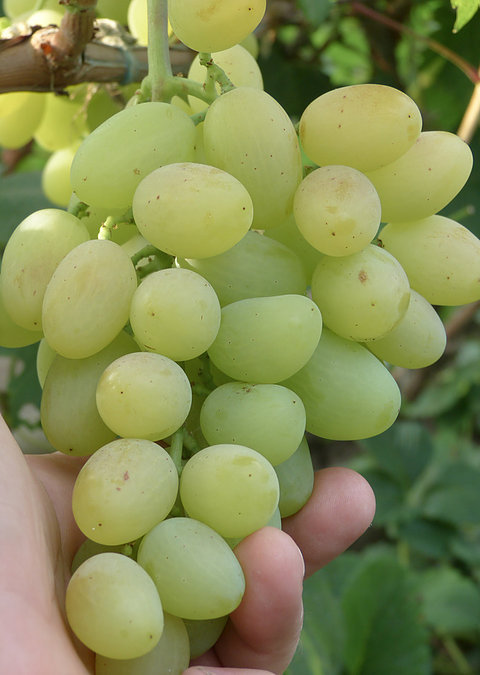 Саженцы винограда Петербургская ночь - <ro>Изображение</ro><ru>Изображение</ru> #1, <ru>Объявление</ru> #1698551