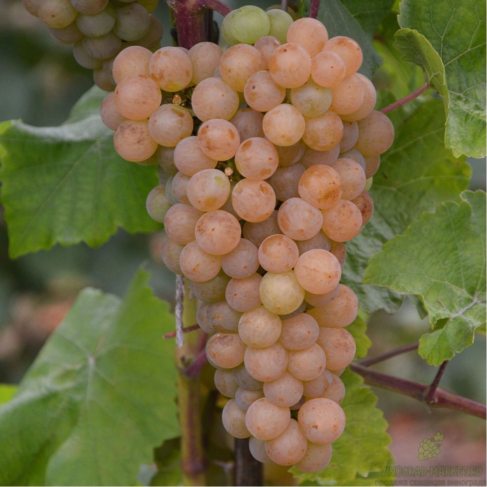 Саженцы винограда Платовский - <ro>Изображение</ro><ru>Изображение</ru> #1, <ru>Объявление</ru> #1698516