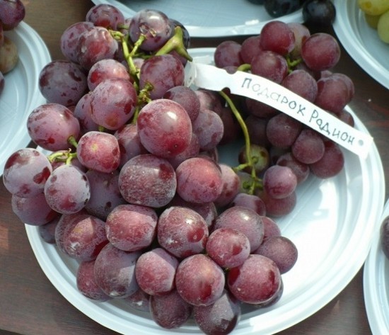 Саженцы винограда Подарок Радионову - <ro>Изображение</ro><ru>Изображение</ru> #1, <ru>Объявление</ru> #1698597