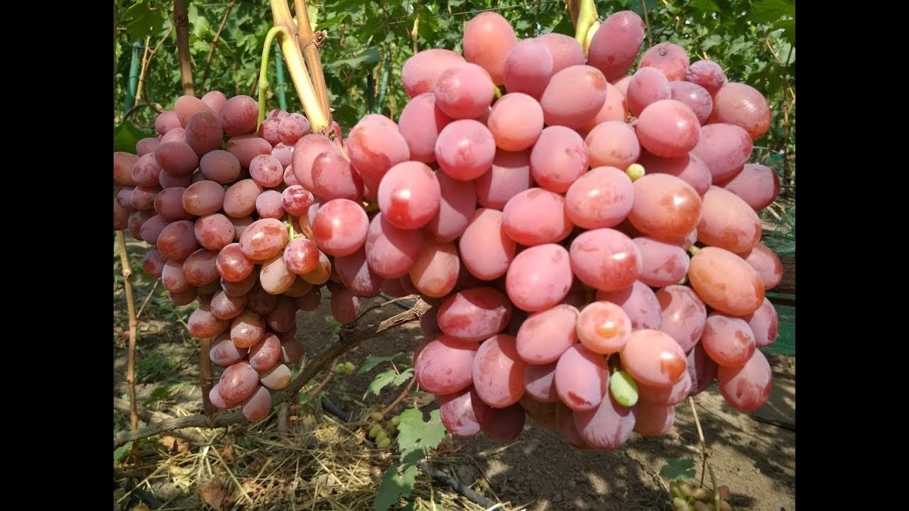 Саженцы винограда подарок Ирине - <ro>Изображение</ro><ru>Изображение</ru> #1, <ru>Объявление</ru> #1698515