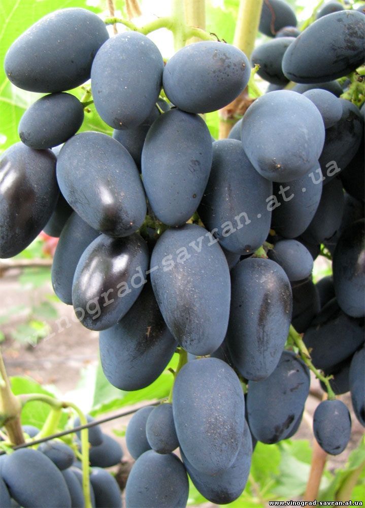 Саженцы винограда Рада - <ro>Изображение</ro><ru>Изображение</ru> #1, <ru>Объявление</ru> #1698518
