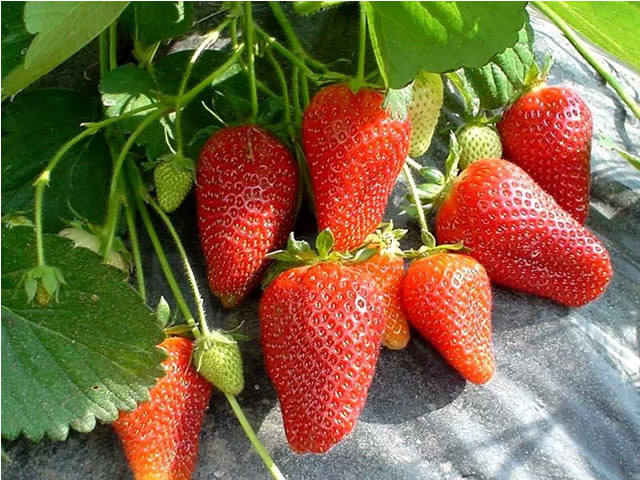 Саженцы клубники Роксана - <ro>Изображение</ro><ru>Изображение</ru> #1, <ru>Объявление</ru> #1698581