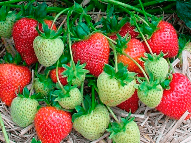 Саженцы клубники Румба - <ro>Изображение</ro><ru>Изображение</ru> #1, <ru>Объявление</ru> #1698585