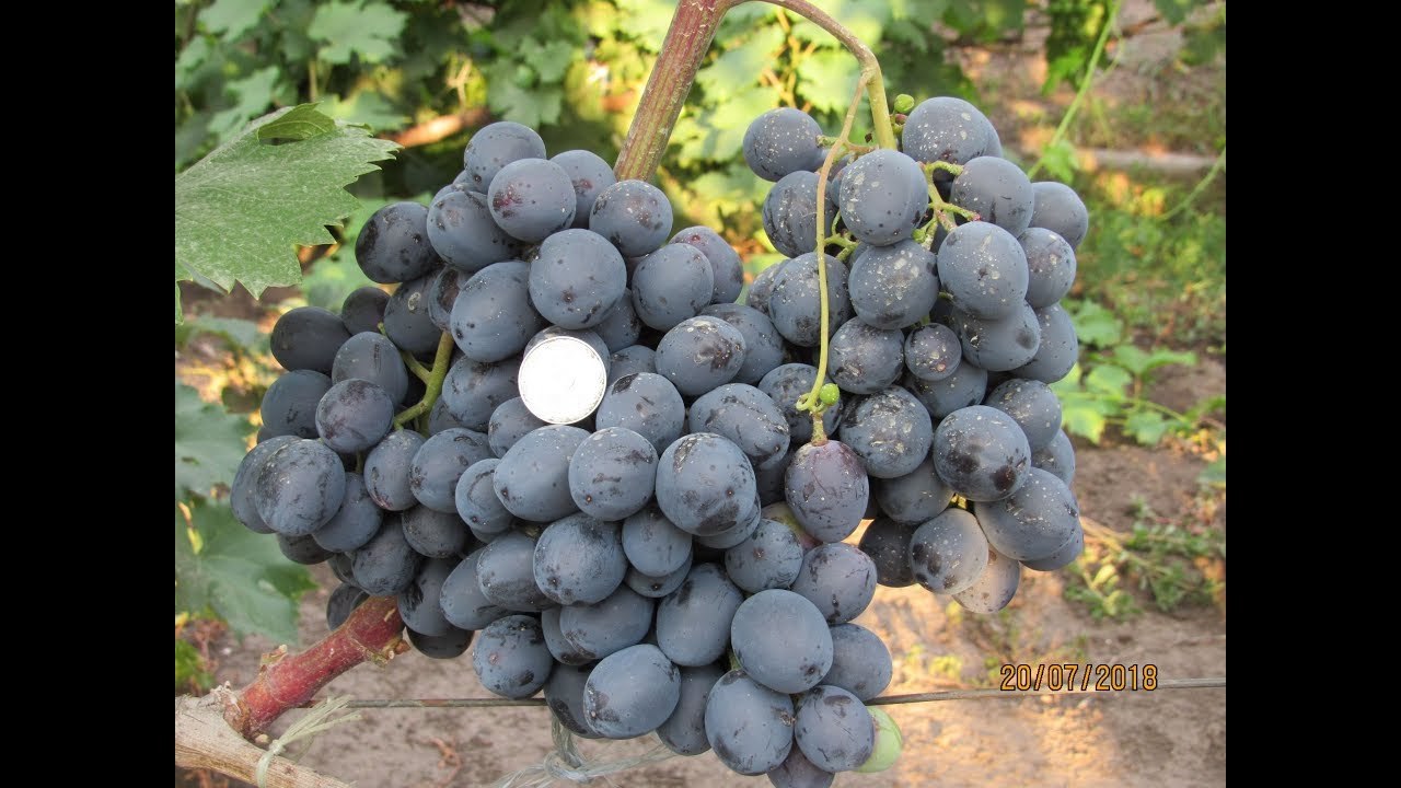 Саженцы винограда Руслан - <ro>Изображение</ro><ru>Изображение</ru> #1, <ru>Объявление</ru> #1698519