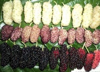 Саженцы шелковицы белой Алмазная - <ro>Изображение</ro><ru>Изображение</ru> #1, <ru>Объявление</ru> #1698527