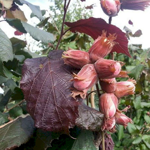 Саженцы фундука Сирена - <ro>Изображение</ro><ru>Изображение</ru> #1, <ru>Объявление</ru> #1698531