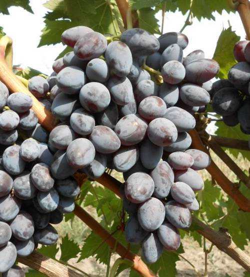 Саженцы винограда Советский Столовый - <ro>Изображение</ro><ru>Изображение</ru> #1, <ru>Объявление</ru> #1698559