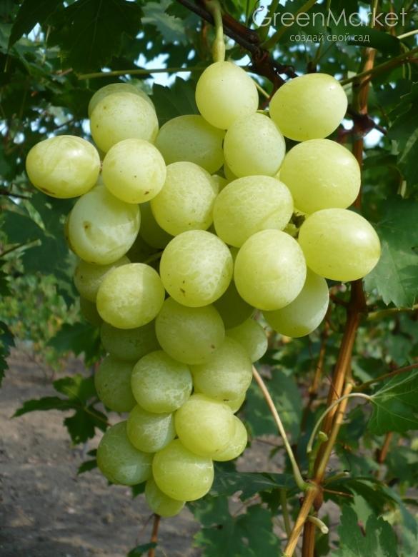 Саженцы винограда Спонсор - <ro>Изображение</ro><ru>Изображение</ru> #1, <ru>Объявление</ru> #1698592