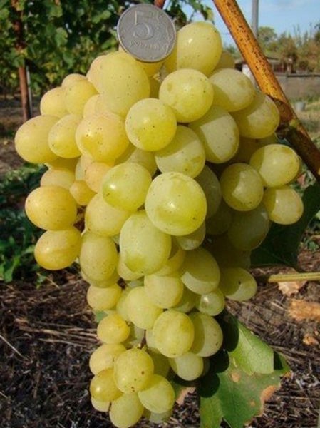Саженцы винограда Супер Экстра - <ro>Изображение</ro><ru>Изображение</ru> #1, <ru>Объявление</ru> #1698508