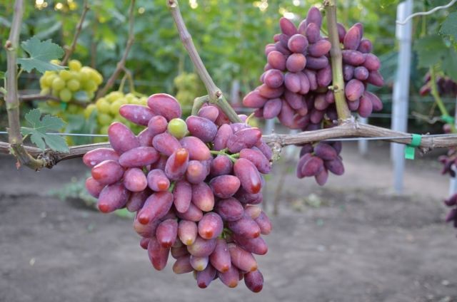 Саженцы винограда Талдун - <ro>Изображение</ro><ru>Изображение</ru> #1, <ru>Объявление</ru> #1698554