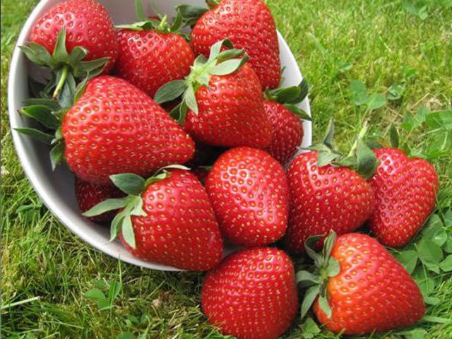 Саженцы клубники Вайбрант - <ro>Изображение</ro><ru>Изображение</ru> #1, <ru>Объявление</ru> #1698577