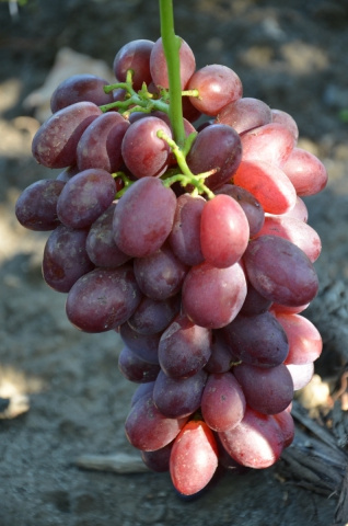 Саженцы винограда Валерия - <ro>Изображение</ro><ru>Изображение</ru> #1, <ru>Объявление</ru> #1698550