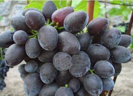 Саженцы винограда Вавилон - <ro>Изображение</ro><ru>Изображение</ru> #1, <ru>Объявление</ru> #1698547