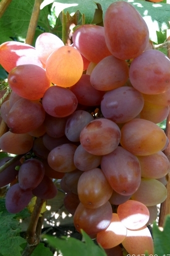 Саженцы винограда Вероника - <ro>Изображение</ro><ru>Изображение</ru> #1, <ru>Объявление</ru> #1698538