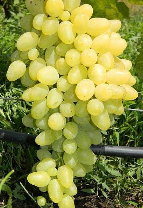 Саженцы винограда Зарница - <ro>Изображение</ro><ru>Изображение</ru> #1, <ru>Объявление</ru> #1698571
