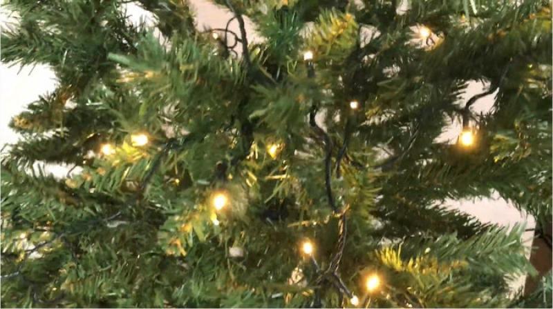 Лот 02-0409, Ялинки 2 шт, вес 10 кг - <ro>Изображение</ro><ru>Изображение</ru> #1, <ru>Объявление</ru> #1699889