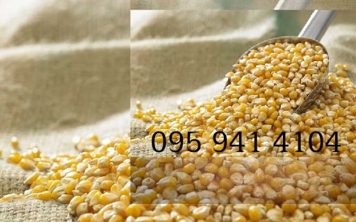 Кукурудза товарна 2020 - <ro>Изображение</ro><ru>Изображение</ru> #1, <ru>Объявление</ru> #1700981