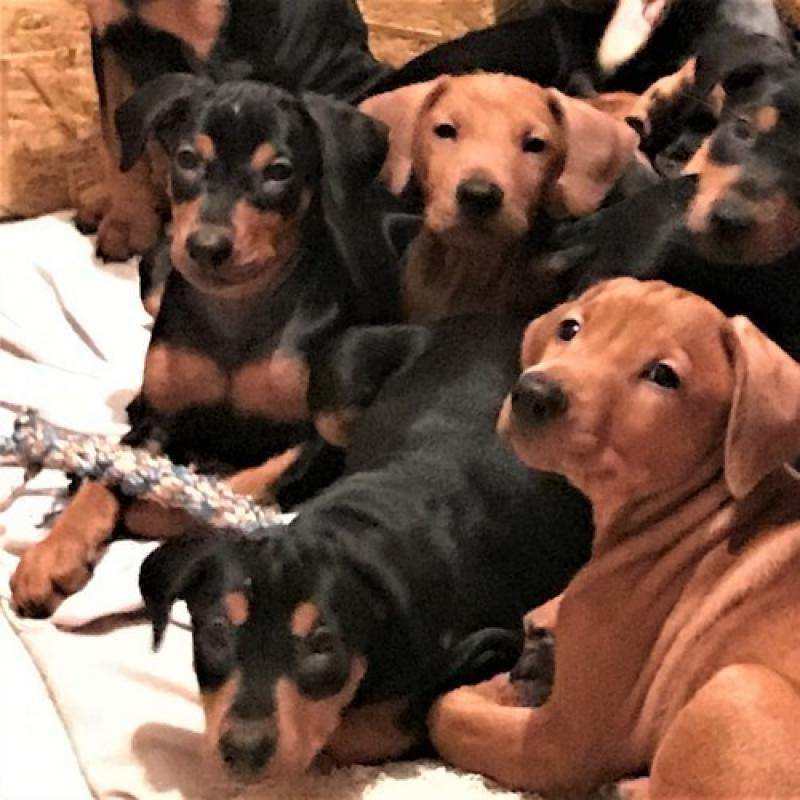 Подрастают щенки Немецкого пинчера - <ro>Изображение</ro><ru>Изображение</ru> #1, <ru>Объявление</ru> #1710933