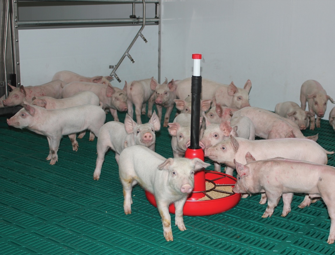 Поросята 25 кг. Оптом. - <ro>Изображение</ro><ru>Изображение</ru> #1, <ru>Объявление</ru> #1713201