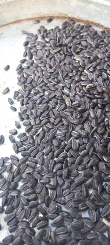 Купуємо насіння соняшника на елеваторі м. Новоархангельск - <ro>Изображение</ro><ru>Изображение</ru> #1, <ru>Объявление</ru> #1725440