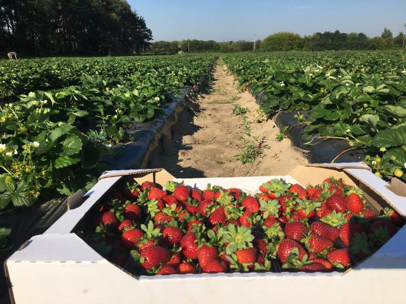 Набираємо робітників на сбір полуниці, сезон 2023, с. Грузьке - <ro>Изображение</ro><ru>Изображение</ru> #1, <ru>Объявление</ru> #1735154