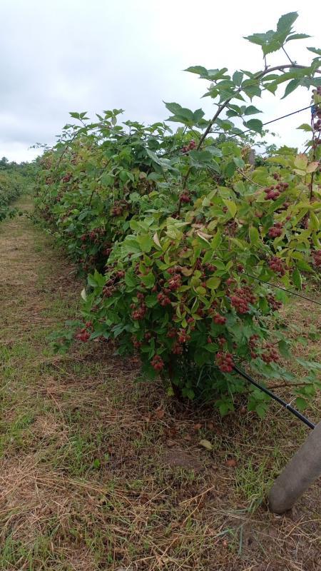Запрошуємо жінок на збір ягоди: ожина, полуниця, малина - <ro>Изображение</ro><ru>Изображение</ru> #1, <ru>Объявление</ru> #1738461