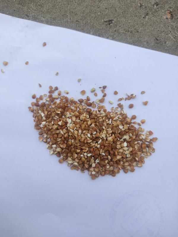 Проділ гречаний - <ro>Изображение</ro><ru>Изображение</ru> #1, <ru>Объявление</ru> #1738623