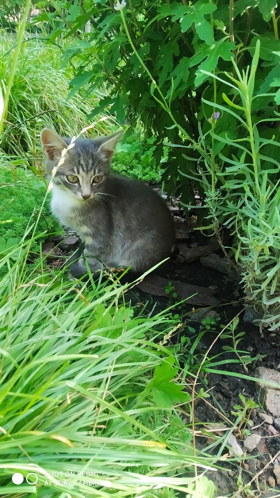 Віддам в добрі руки - <ro>Изображение</ro><ru>Изображение</ru> #1, <ru>Объявление</ru> #1739065