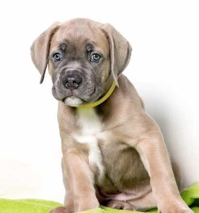 Породистые щенки кане-корсо,   документы  КСУ - <ro>Изображение</ro><ru>Изображение</ru> #1, <ru>Объявление</ru> #1739645