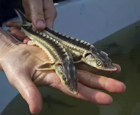 Малек русского осетра - <ro>Изображение</ro><ru>Изображение</ru> #1, <ru>Объявление</ru> #1748382