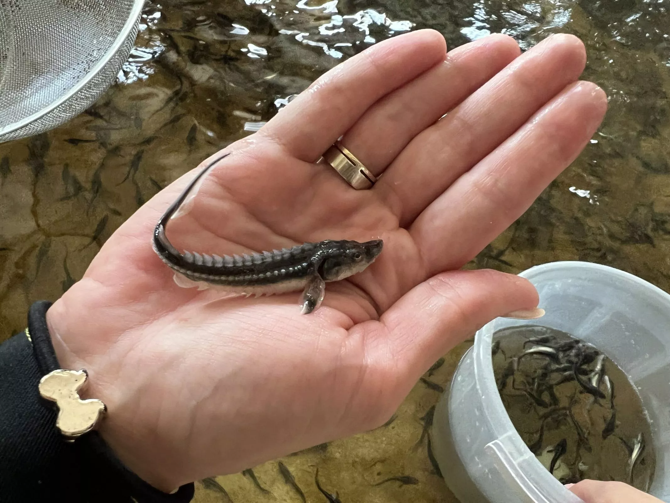 Малeк русского осетра. Ирпень  - <ro>Изображение</ro><ru>Изображение</ru> #1, <ru>Объявление</ru> #1748476