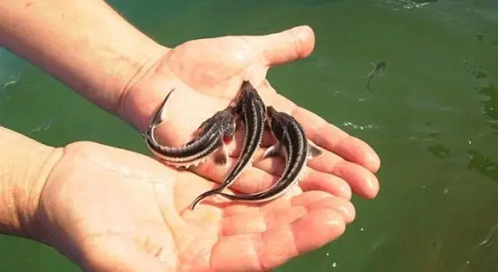 Продам русского малька - <ro>Изображение</ro><ru>Изображение</ru> #1, <ru>Объявление</ru> #1749475