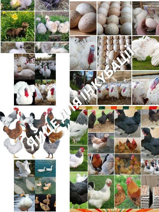 ІНКУБАЦІЙНЕ ЯЙЦЕ  - <ro>Изображение</ro><ru>Изображение</ru> #1, <ru>Объявление</ru> #1750519