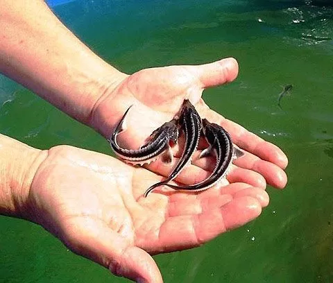 Малек осетра, форель. - <ro>Изображение</ro><ru>Изображение</ru> #1, <ru>Объявление</ru> #1753140