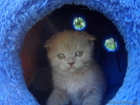 Вислоушки. - <ro>Изображение</ro><ru>Изображение</ru> #1, <ru>Объявление</ru> #553725